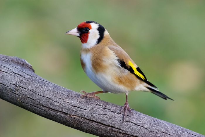A la découverte du monde des oiseaux
