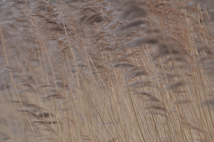 Balade naturalistes : Carnet d’Art, la biodiversité des zones humides