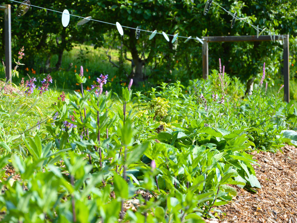 Visite libre du jardin des sens