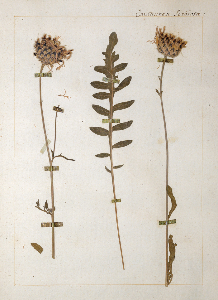L’herbier de Jean-Jacques Rousseau