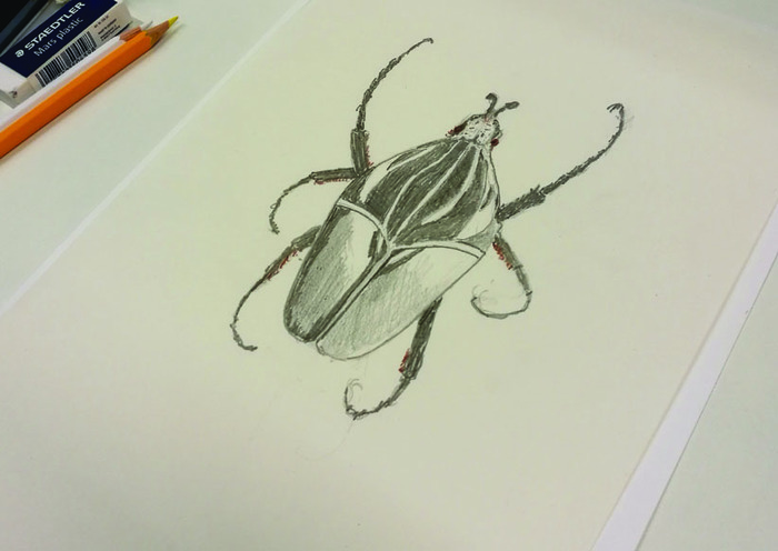 Atelier | Dessiner les insectes ! Le 22 fév 2025