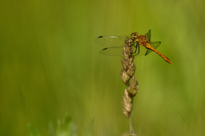 Balade naturaliste : "Vie et couleurs au bord de l’eau"