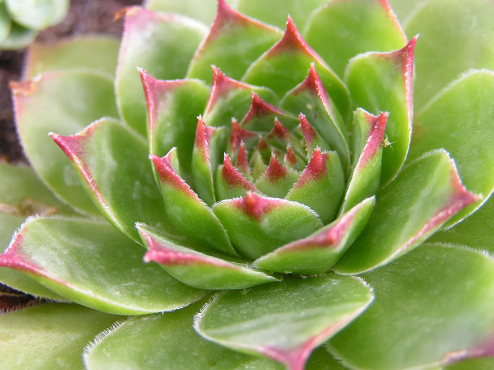 Planter des succulentes