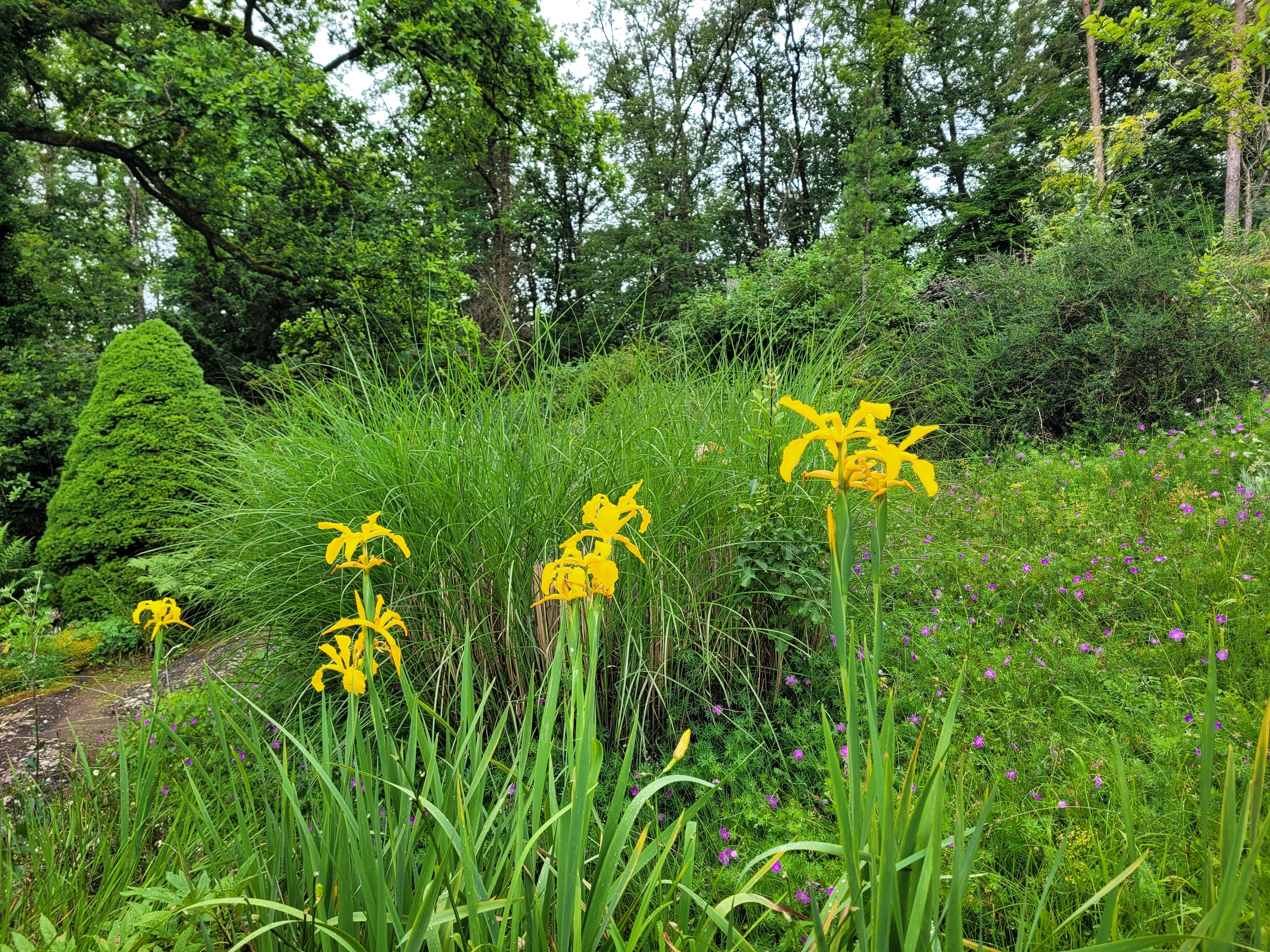 Un jardin enchanteur : le Jardin botanique du col de Saverne