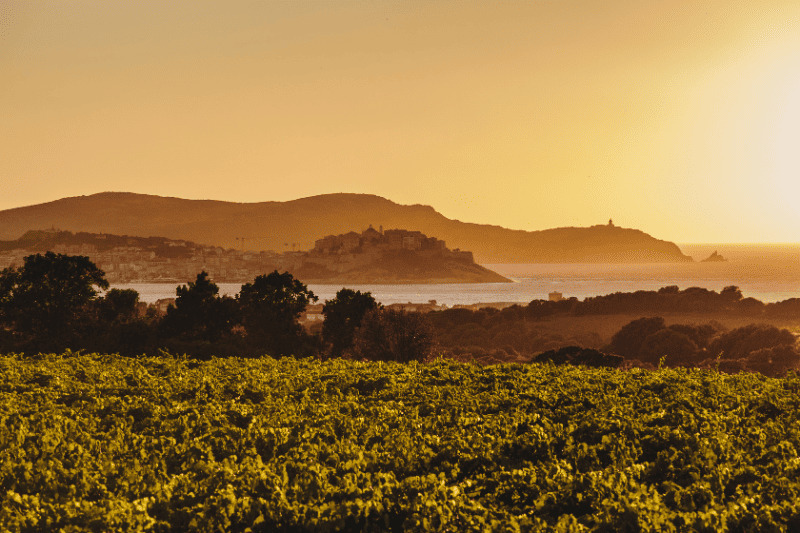 Vins de Corse