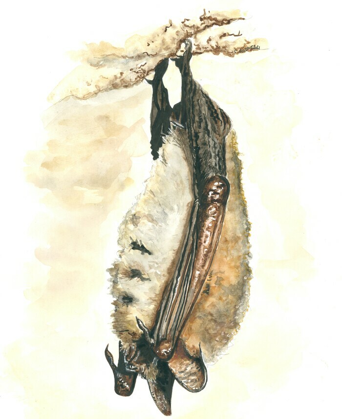 Balade naturaliste : "Quand la nuit tombe, les chauves-souris dansent"