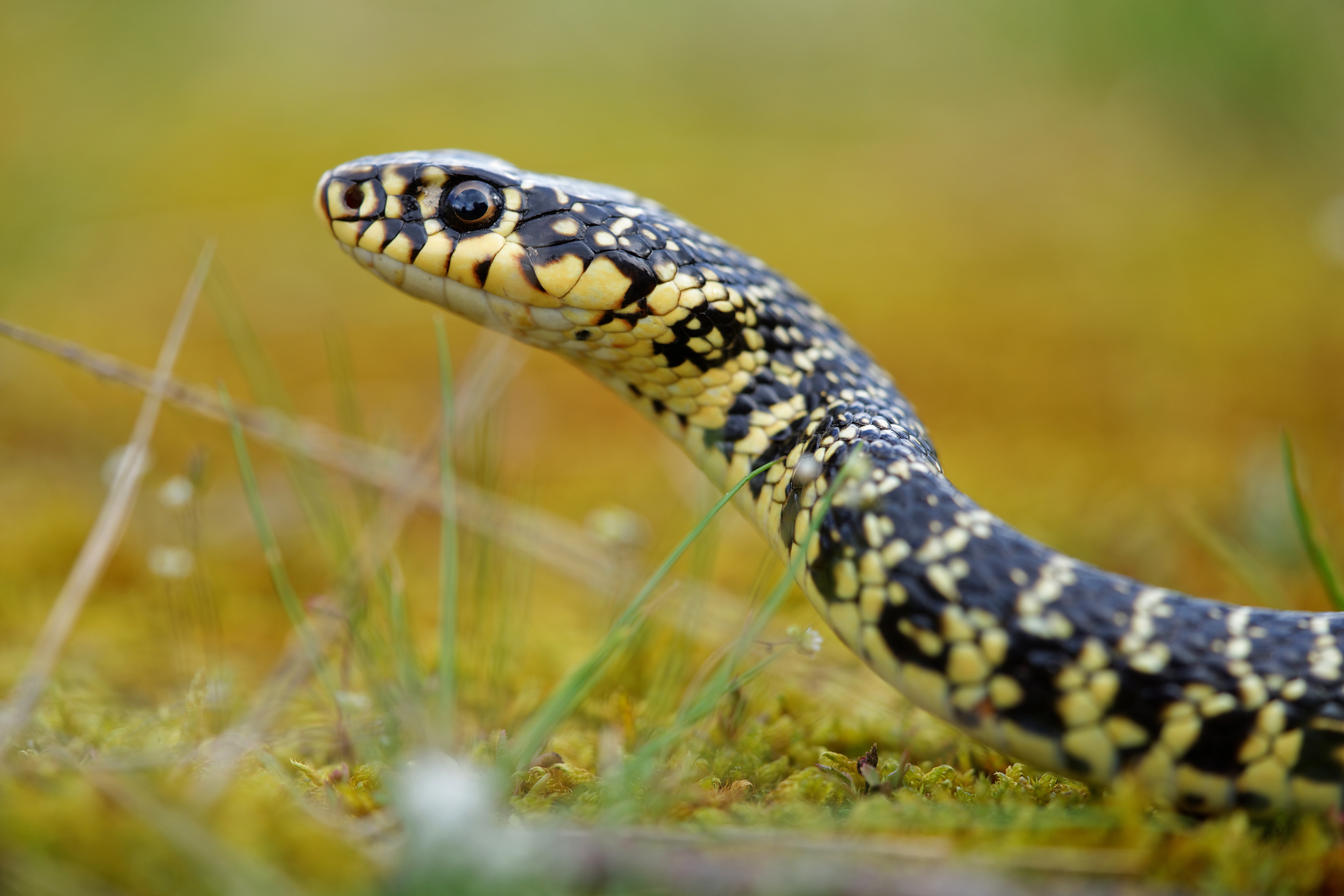 Les serpents de la Réserve Ecologique des Barails
