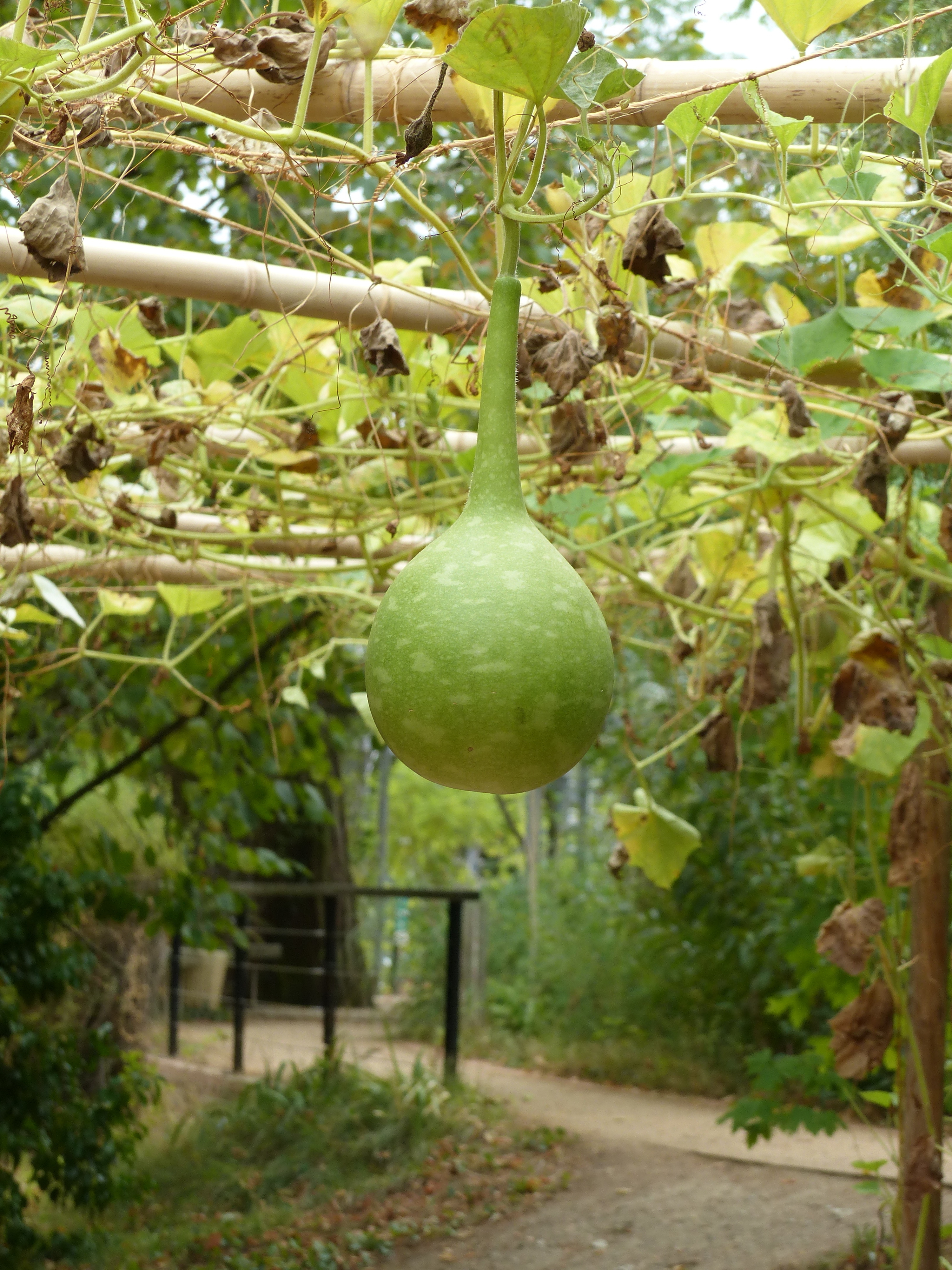 Déambulation ethnobotanique