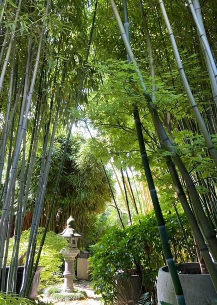 Le Sentier du Chimonobambusa