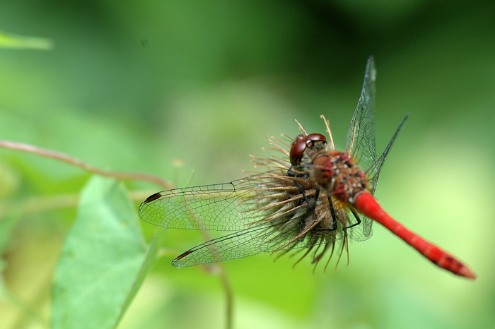 Balade naturaliste : "Les demoiselles de Faches"