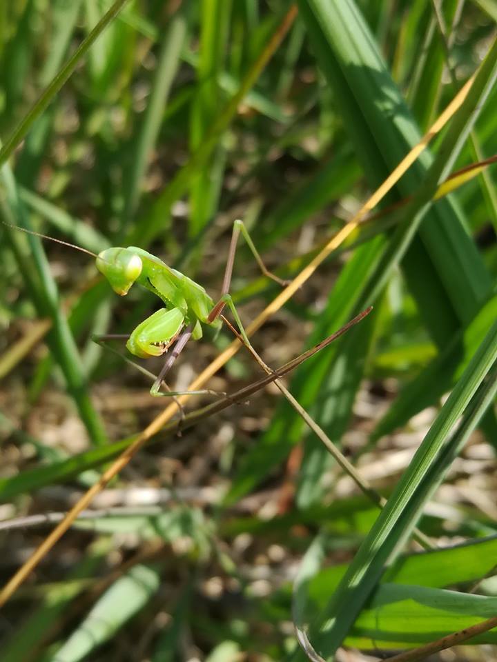 Spectacle conté « Insectes et petites bêtes au détour des chemins !"