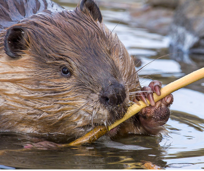 Plantations to accommodate the beavers near the Brand