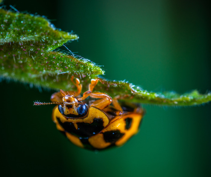 Le monde mystérieux des insectes