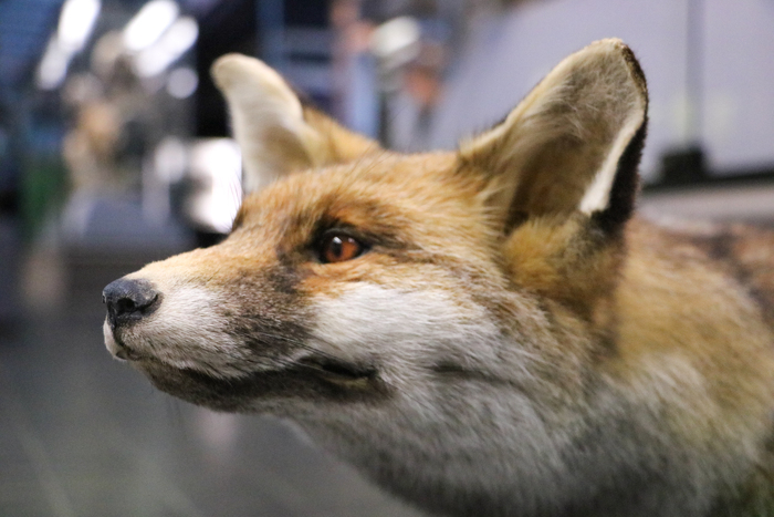 Atelier "Mon nez, sa truffe" / Vieux-Lille