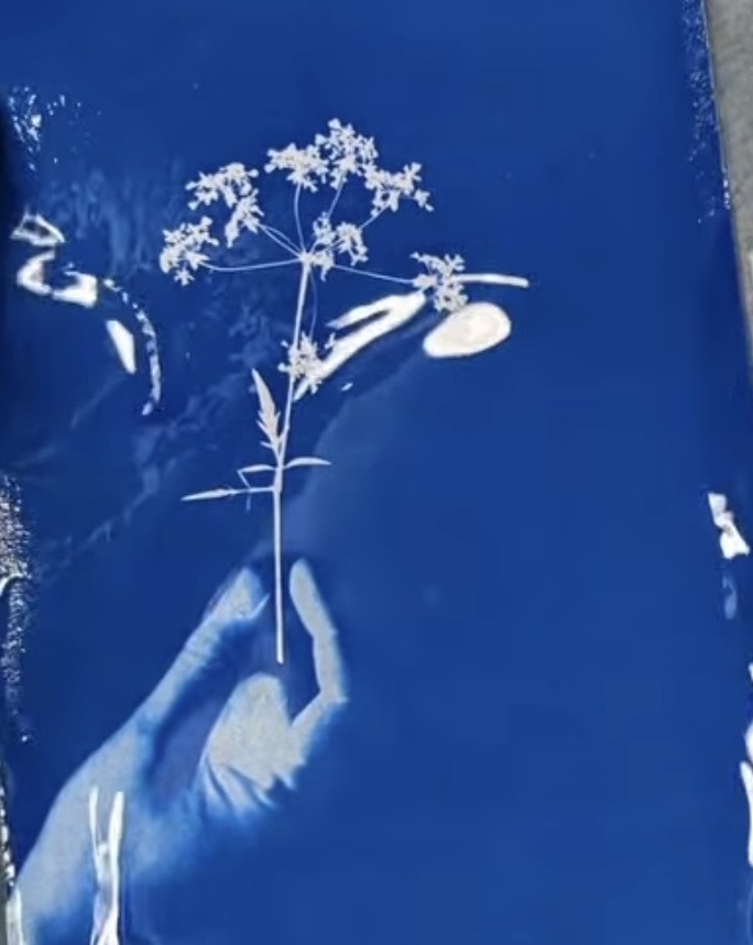 Atelier cyanotype