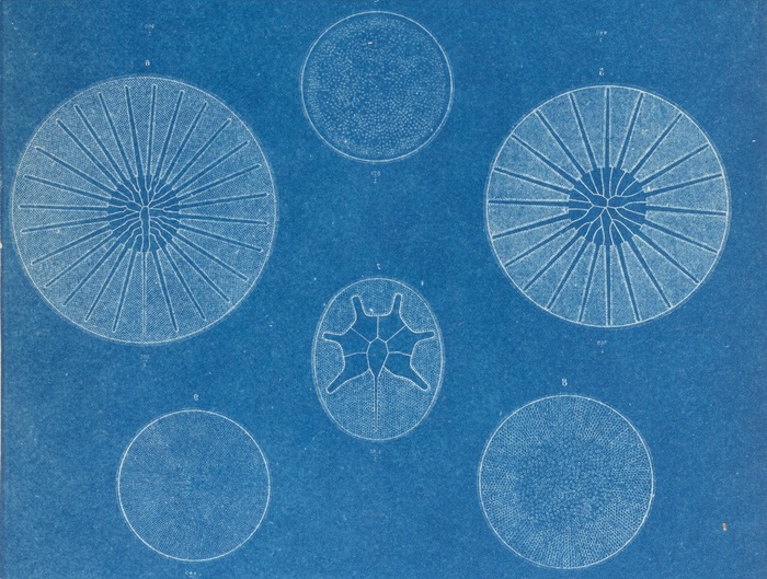 Aquatic plants found in our books