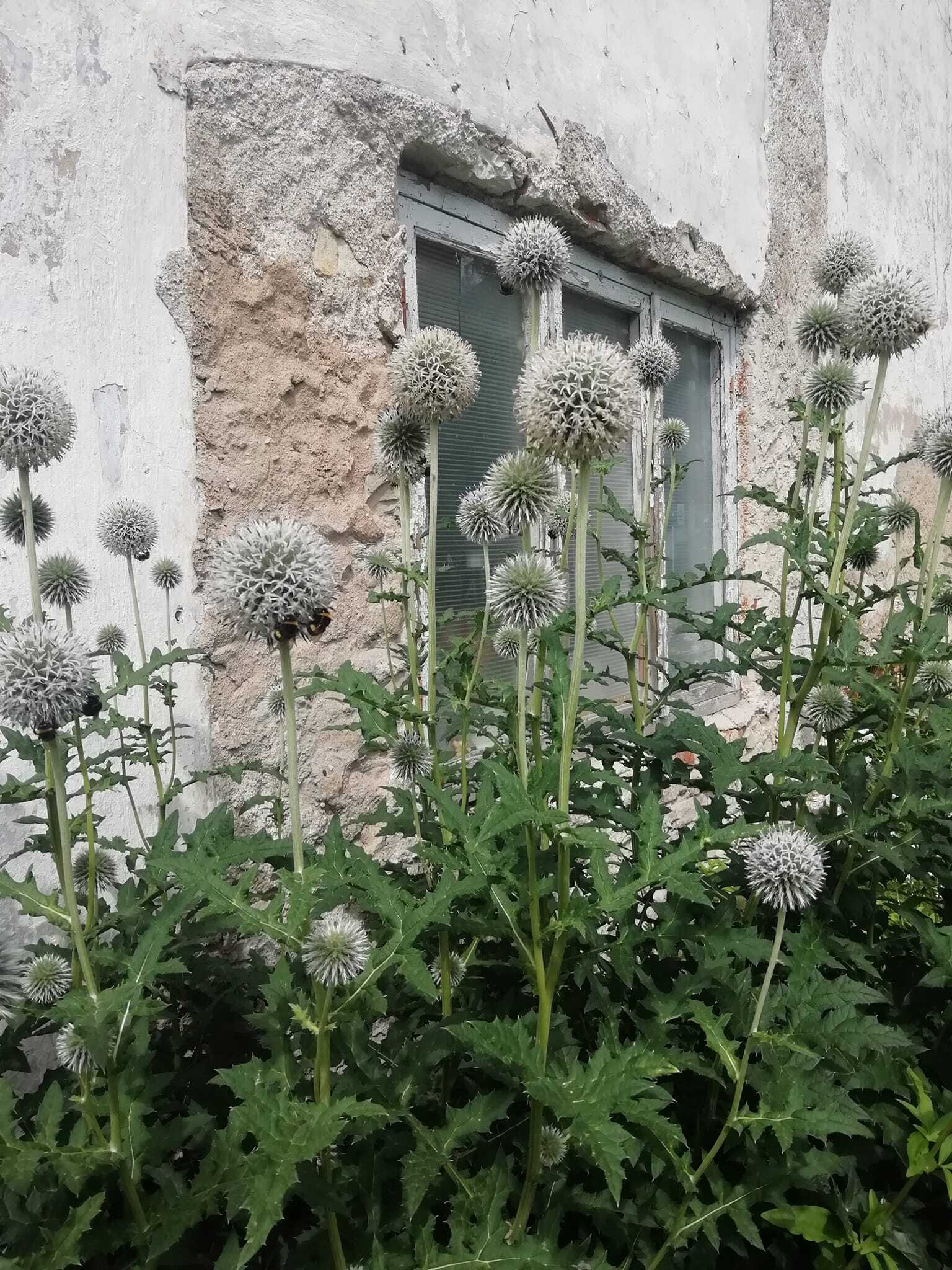 D’un jardin de manoir à un jardin d’école
