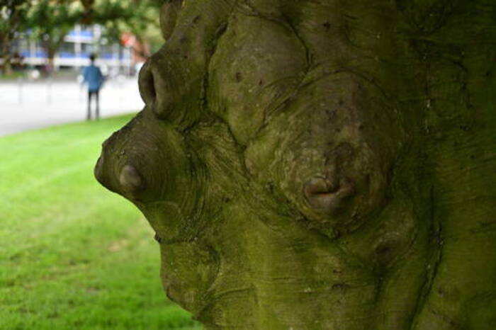 A la découverte des écorces d'arbres