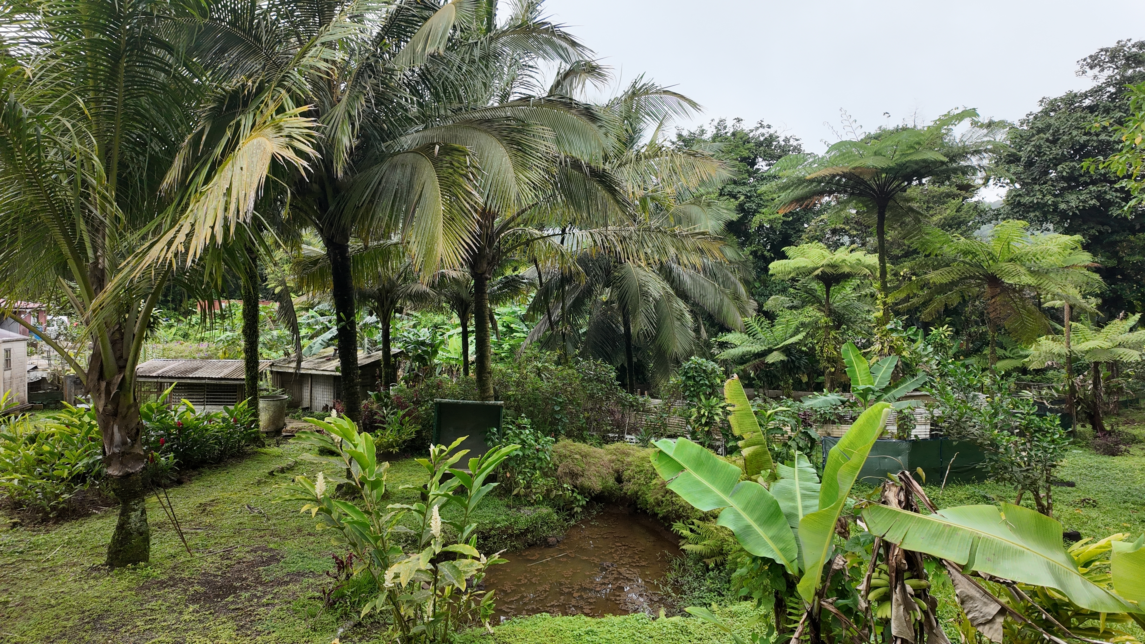 Découvrez une ferme tropicale au pied de la montagne entre Gourbeyre et Trois-Rivières