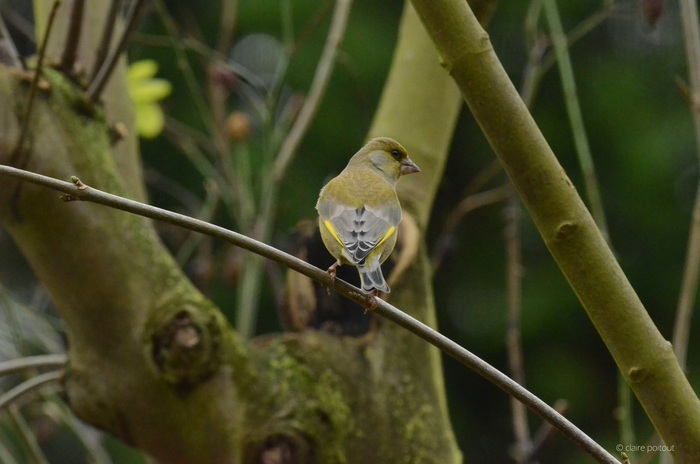 Balade naturaliste : Fête de la musique… verte