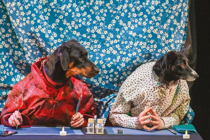 Ouiiiii | Cie des Plumés