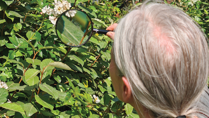 Atelier en continu "Le vivant à la loupe" / à la Pouponnière