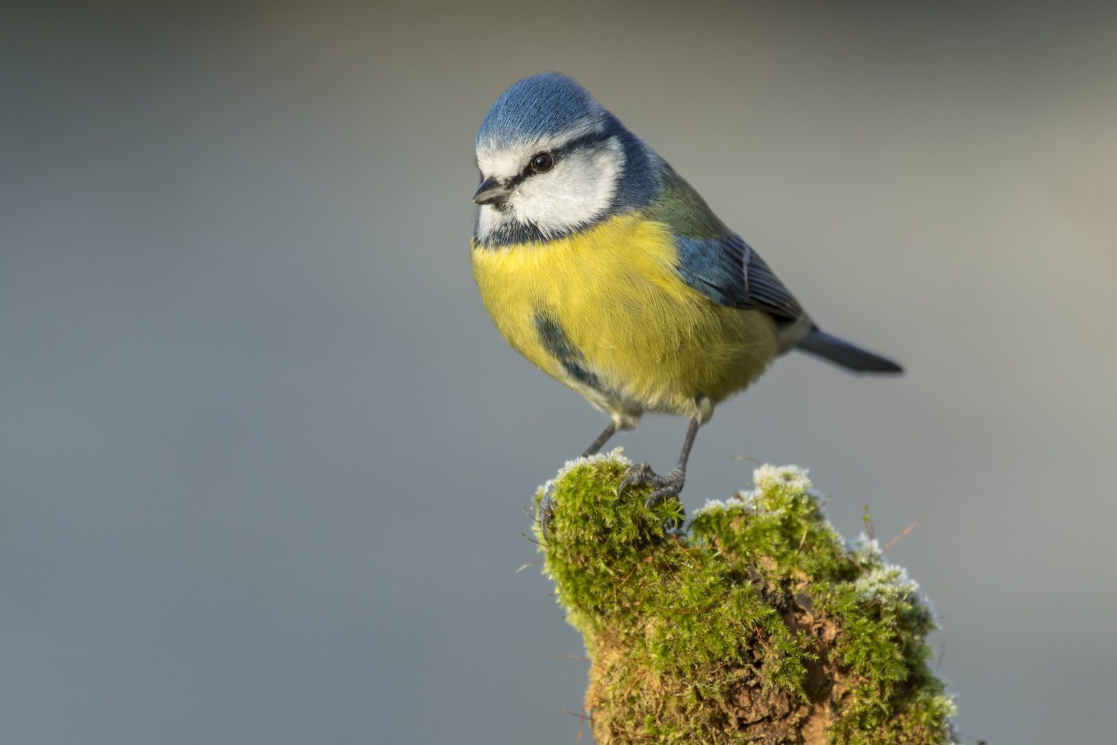 Balade d’observation des oiseaux