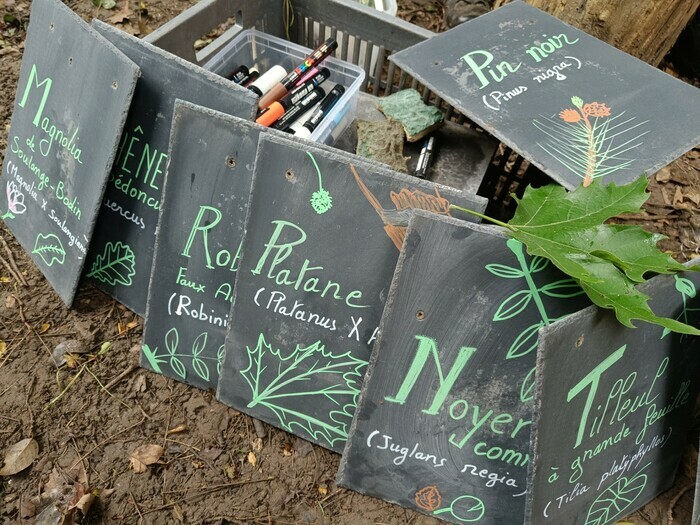 Identification des plantes sur ardoises