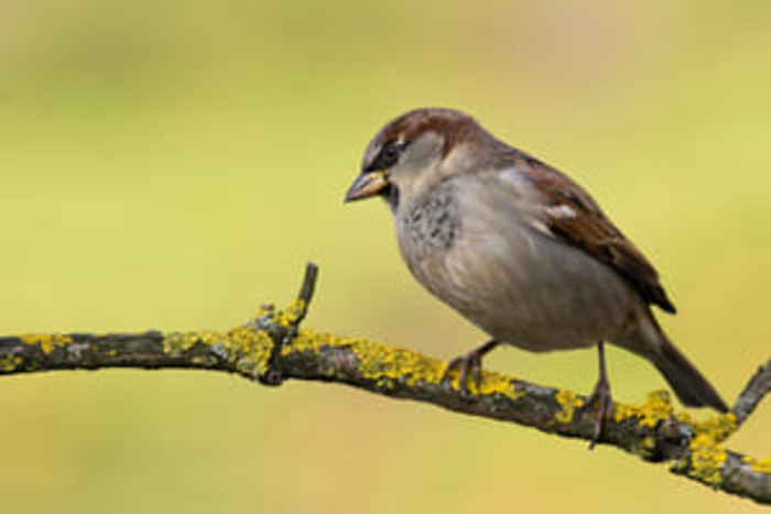A la découverte des oiseaux des jardins