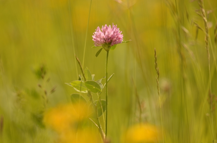 Balade naturaliste : les plantes dans tous les sens