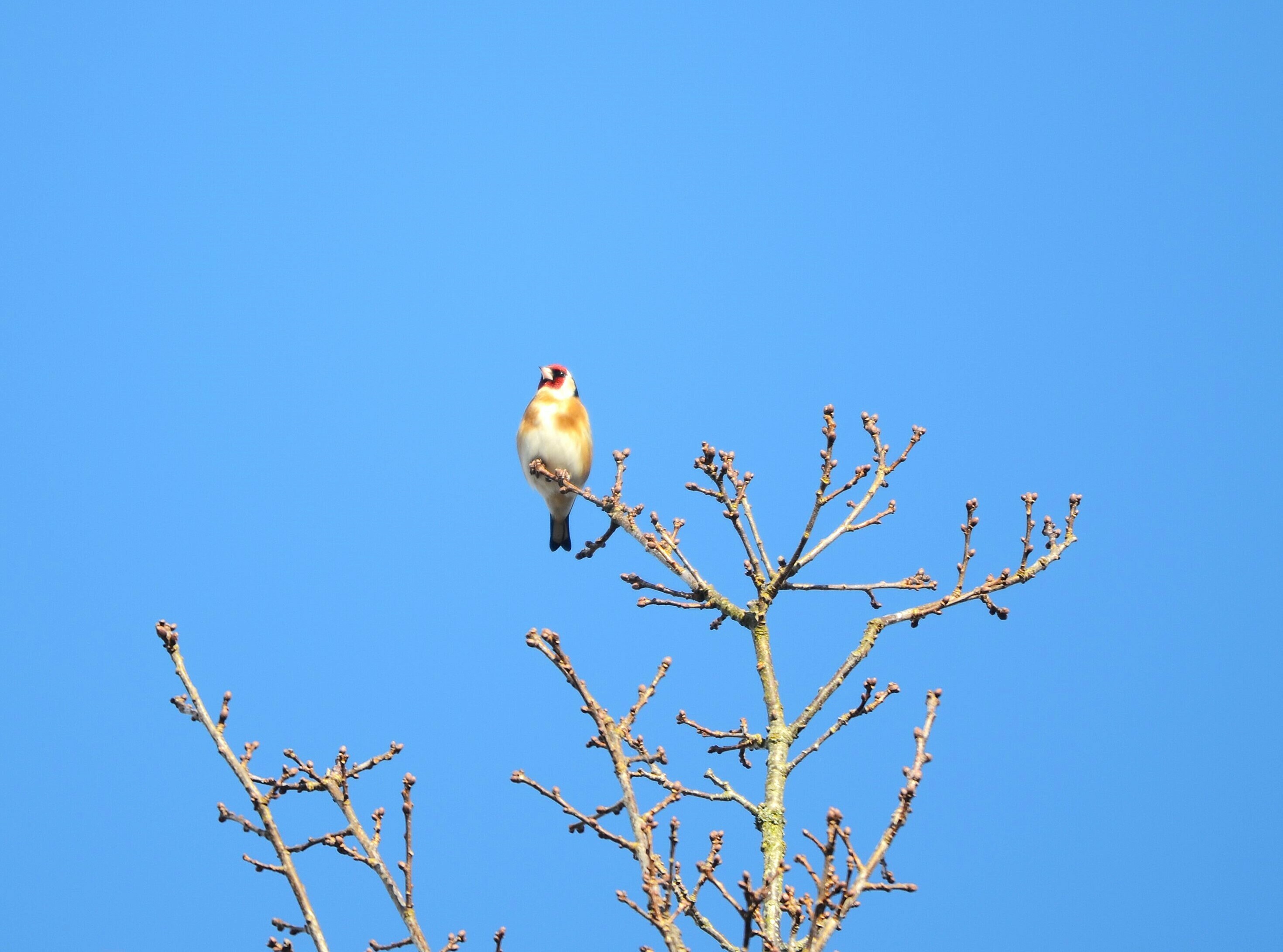 Le réveil des oiseaux : le chant de l'aube