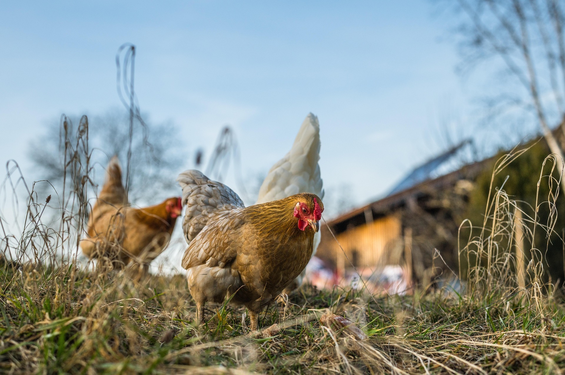 Sortie à la journée, à la ferme à St Ouen des Alleux