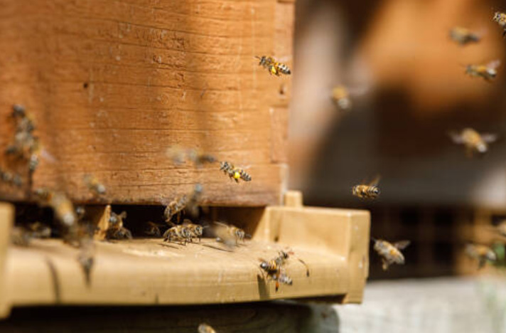 Journée mondiale des abeilles