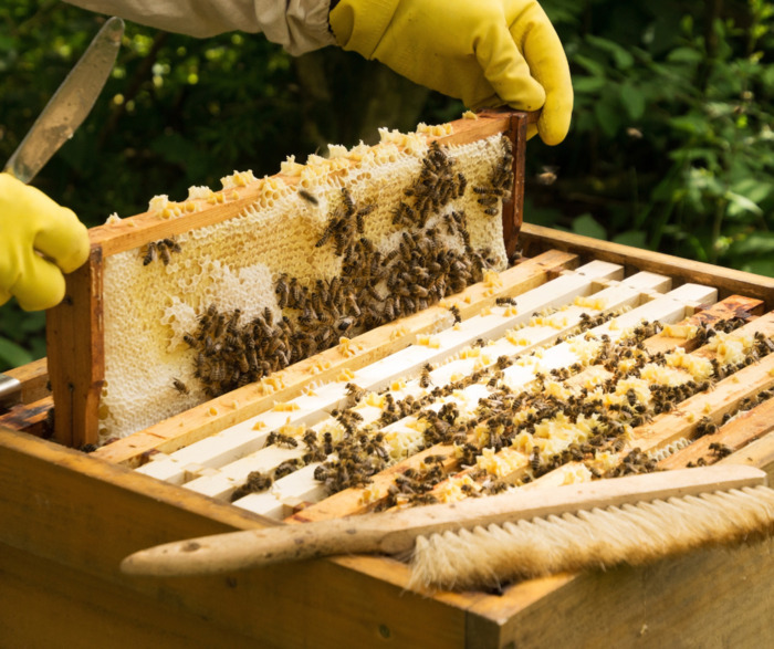 Aperitifs conferences – Meeting with a beekeeper