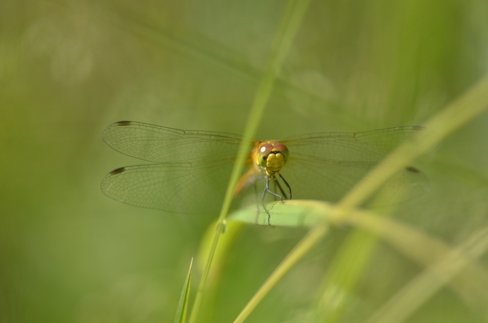 Balade naturaliste : ballet au fil de l’eau