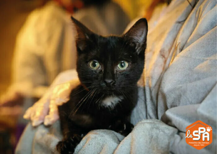 Collecte d'aliments pour chats au profit de la maison SPA de Tourcoing