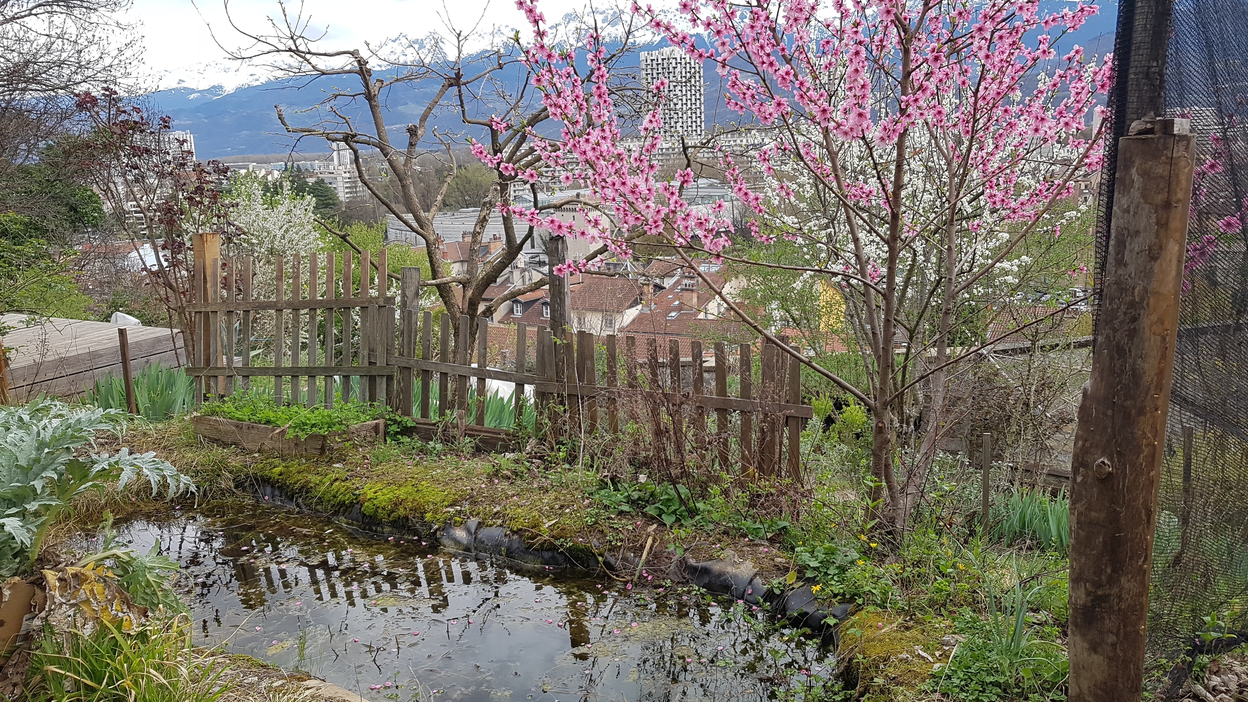 Visite découverte d'un jardin urbain partagé en permaculture