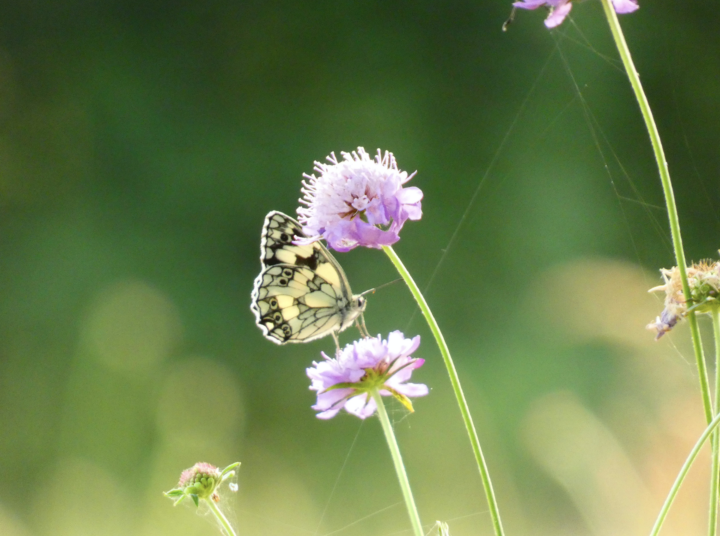 Visite permaculturelle du jardin de l'écoïncidence