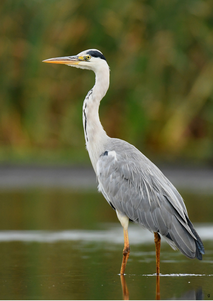 Sortie nature : les oiseaux, les pattes dans l’eau au lac du Héron