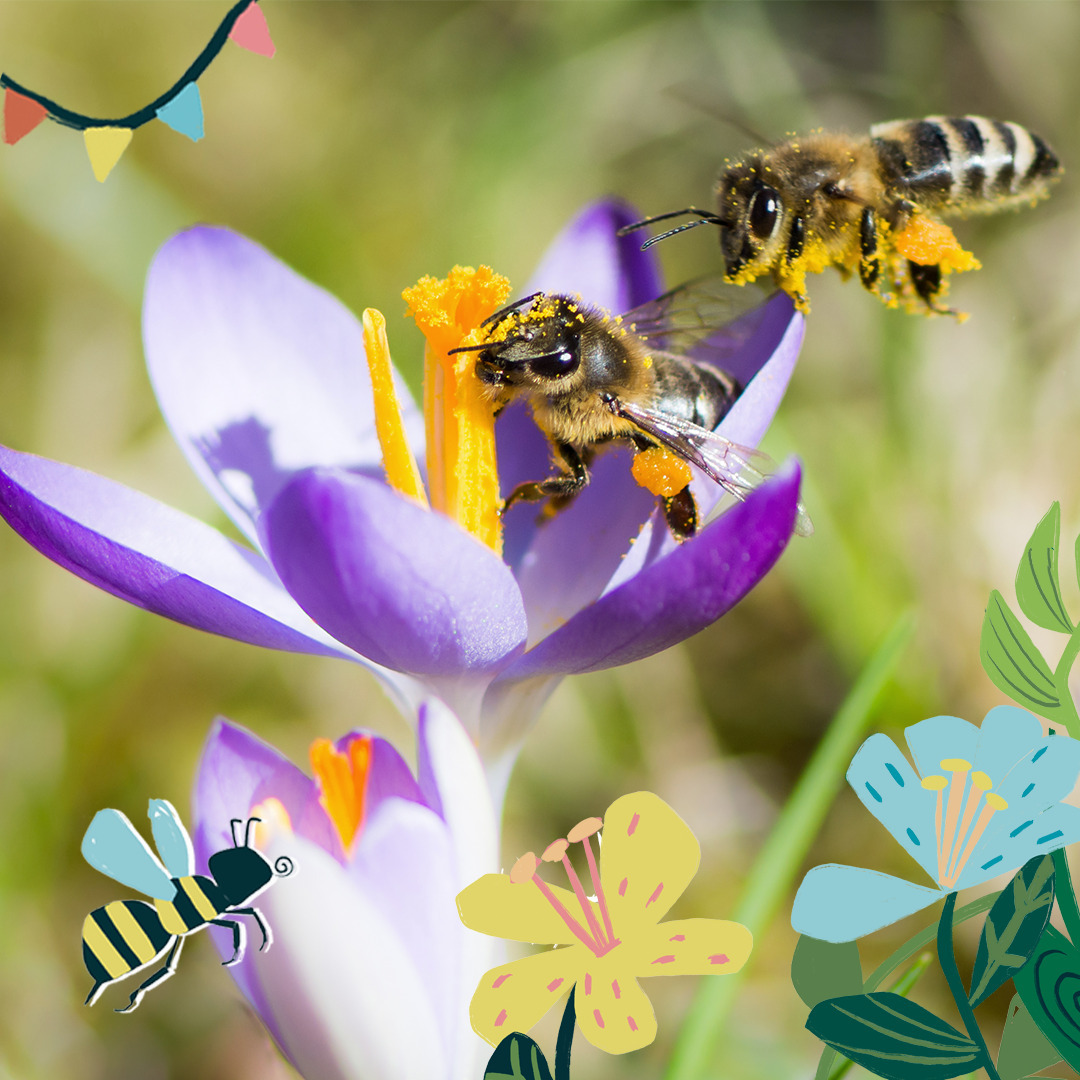 Atelier de sensibilisation aux abeilles