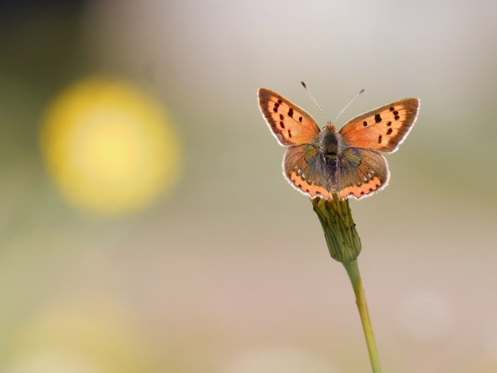 Naturalistic walk: introduction to naturalistic photography