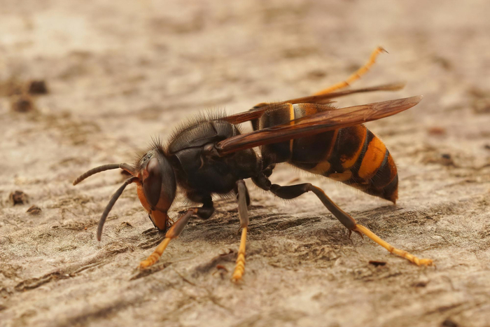 Aperitif-conference on the yellow-footed hornet or Asian hornets