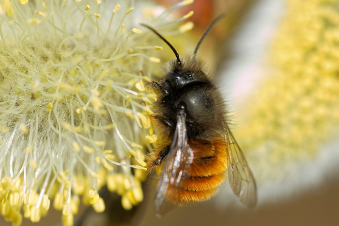 Le monde des pollinisateurs