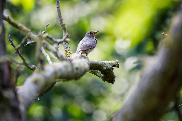 Promenade ornithologique