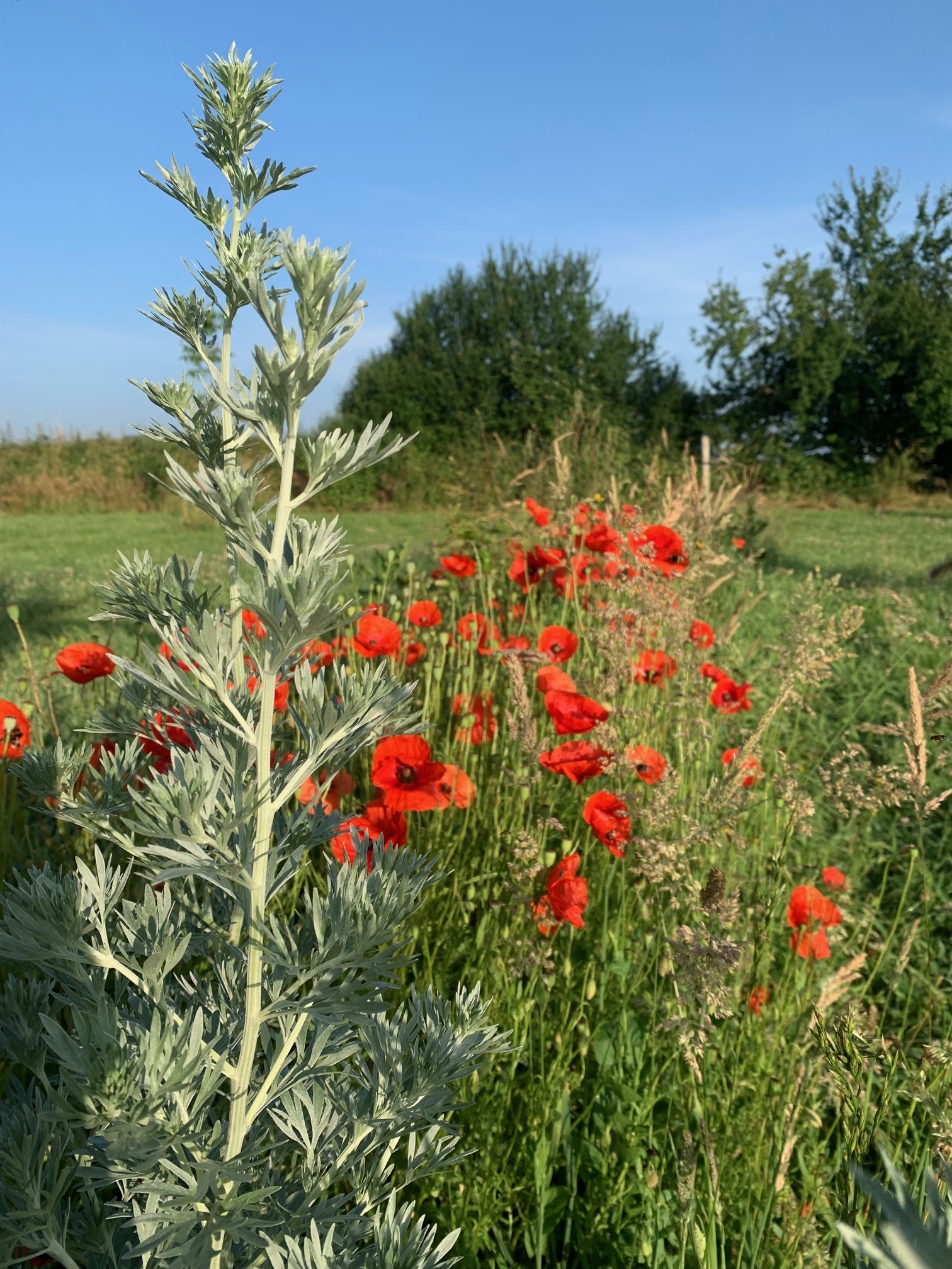 Visite sensorielle chez Plantes & Parenthèses