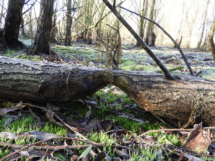 Naturalist walk: "On the tracks of the Beaver"