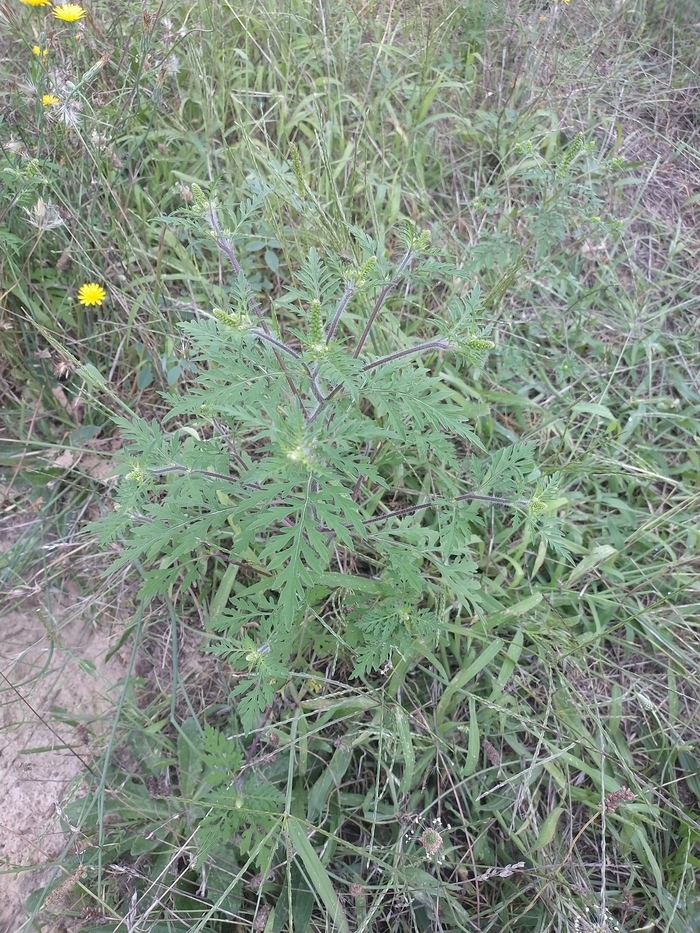 Lutte contre les espèces invasives : chantier d'arrachage d'Ambroisie