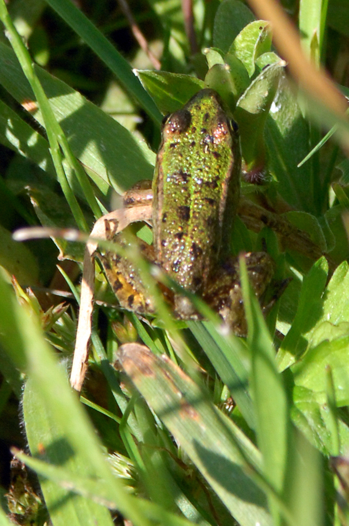 Naturalistic walk: the song of frogs