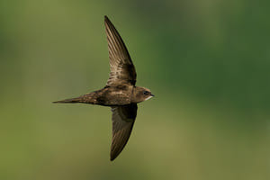 Le Martinet noir : oiseau de tous les records