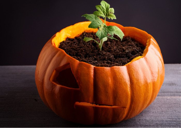 Pot terrifiant pour plante d'Halloween